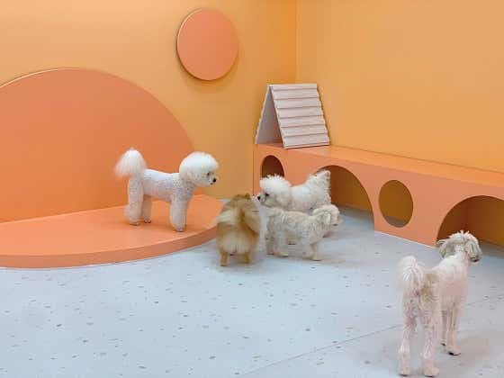 일산애견유치원 시우스쿨링 대화 - 네이버지도